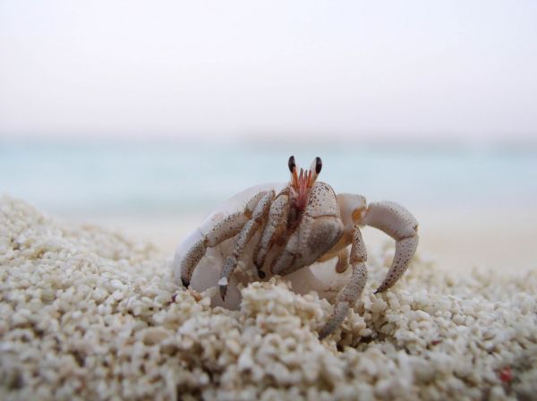Bernard l`hermite  Coenobita variabilis